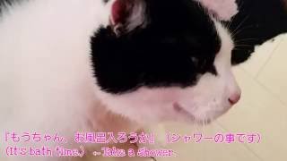 猫のお風呂＆猫のブラシ