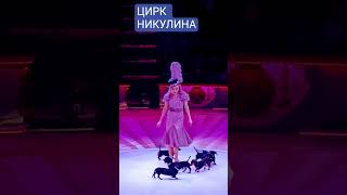 Таксы,дрессированные таксы,дрессировка  собак,Фокусник,цирк, фокус, жонгле́р, ловкость