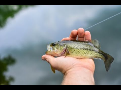 2024 Ohio's Top 10 lakes for Large mouth Bass