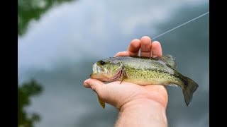 2024 Ohio s Top 10 lakes for Large mouth Bass