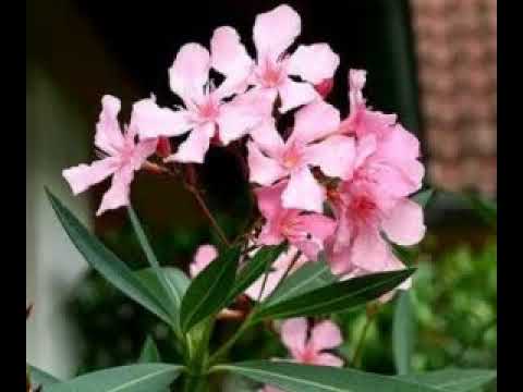 Video: Stek Tanaman Oleander: Tips Rooting Stek Oleander Untuk Kebun