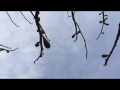Capture de la vidéo Crow Dream - Justin Adams Feat. Anneli Drecker