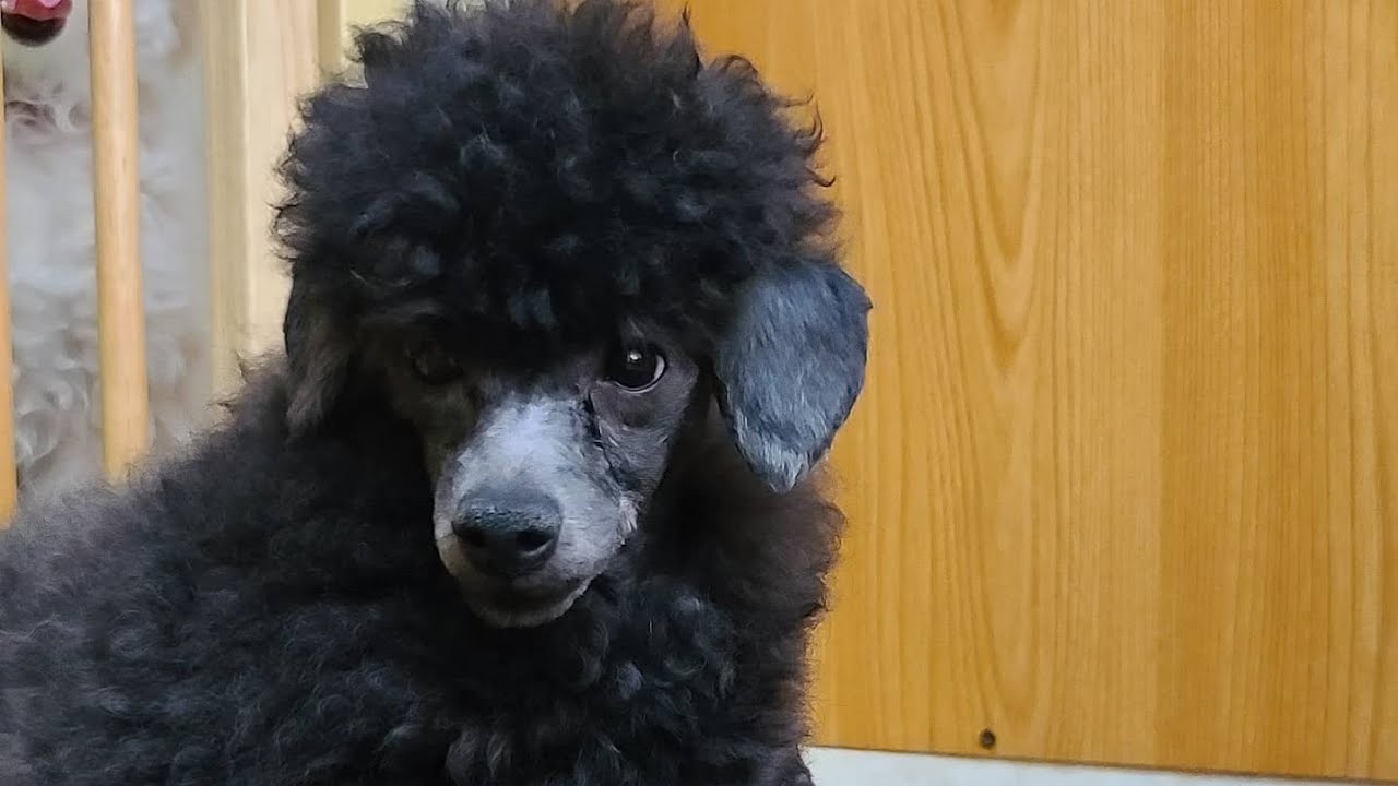 Trimming 仔羊カットしました カレンちゃんの大変身ー実は私がやってみました トリミング初心者 就労移行支援事業所大阪 しつけ相談無料大阪 保護犬 犬触れ合いカフェ大阪 Youtube