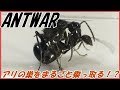 蟻戦争＃179 秋の企画！アリの巣をのっとる恐怖の侵略者、トゲアリ①編～Polyrhachis lamellidens～