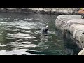 Sea lion Nick's first day in the pool