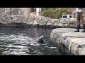 Sea lion Nick's first day in the pool
