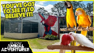 THE MOST AWESOME PARROT AVIARY YOU&#39;VE EVER SEEN REVISITED!