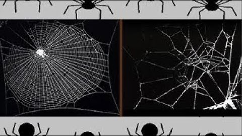 🤔 Why Spiders Don