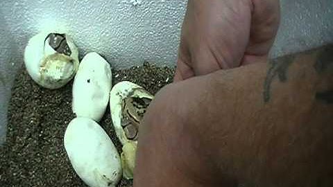 Ball Pythons just hatching---Spider and Stinger bee...