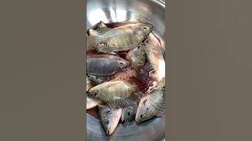 Giăng lưới cá rô phi @anankhampha #shorts #mientay #giaitri #cauca #monngonmoingay #mientay