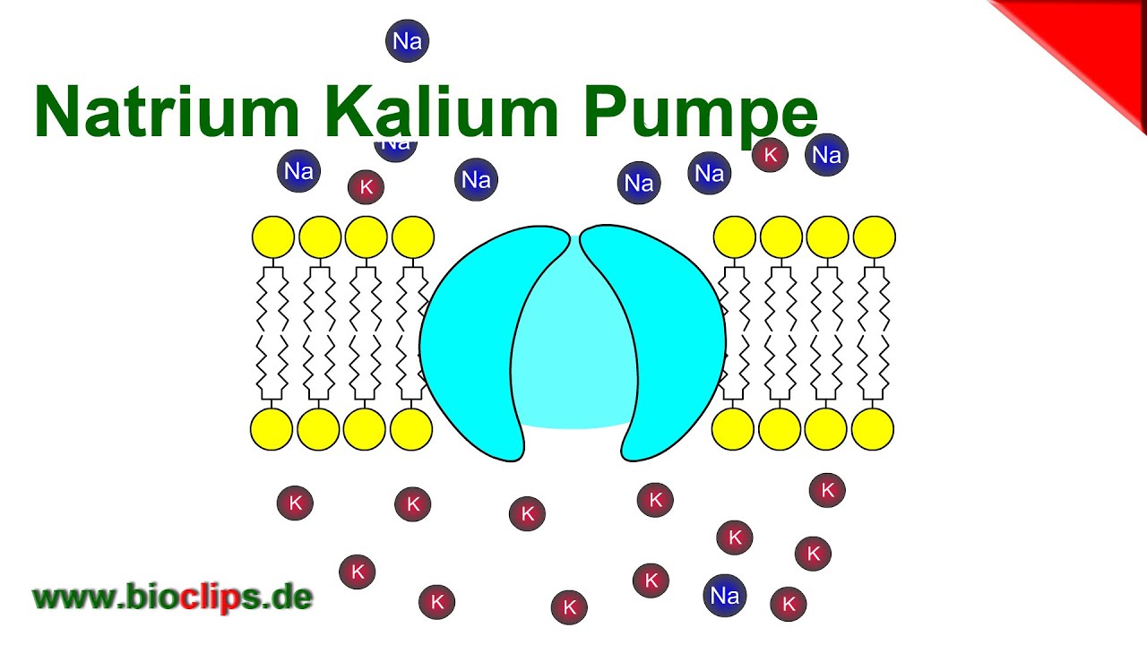 Die Natrium-Kalium-Pumpe - Klausur- und Abiturvorbereitung Oberstufe