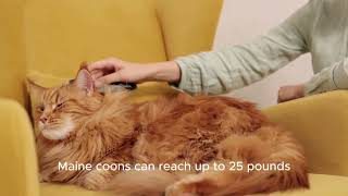 Maine Coon by AFFINITYX#allaboutanimals# 69 views 6 months ago 40 seconds