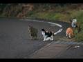 猫の表情