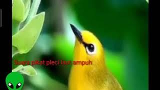 Suara pikat pleci laut/pleci tambak/pleci muara#ampuh pikat langsung nyamberr