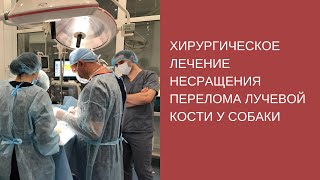 Хирургическое лечение несращения перелома лучевой кости у собаки