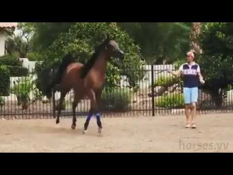 أصالة الخيل العربية
