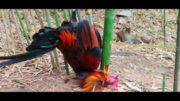 cuab qaib qu mag zoo kawg