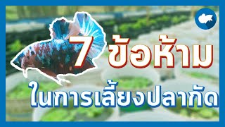 7 ข้อห้ามในการเลี้ยงปลากัด สำหรับมือใหม่ | caring for betta fish