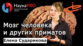 Мозг человека и других приматов: строение, сходства, отличия – Елена Сударикова | Лекции по биологии