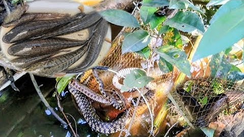 Luồn Lờ Cá Lóc Thâm Năm Lần Vẫn Dính Cá Nhìu Cá To Rắn Nước Thì Chạy Cả Bầy Luôn 