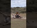 Lion hunted wildebeest but got knocked flying #WildlifeFight #AnimalBattle #NatureDrama #wildlife