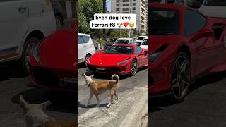 Even dog love Ferrari F8 🐶❤️😂 #ferrari #supercars #mumbai