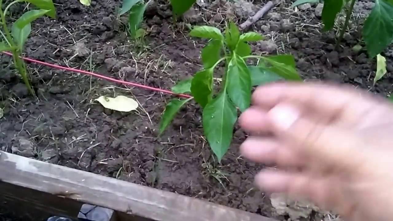 Why Pepper Plant leaves wrinkle Calcium Transportation YouTube