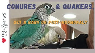 #Conure & #quakerparrot: 1Person? Get Baby Or PostHormonal? | #parrot_bliss #parrots