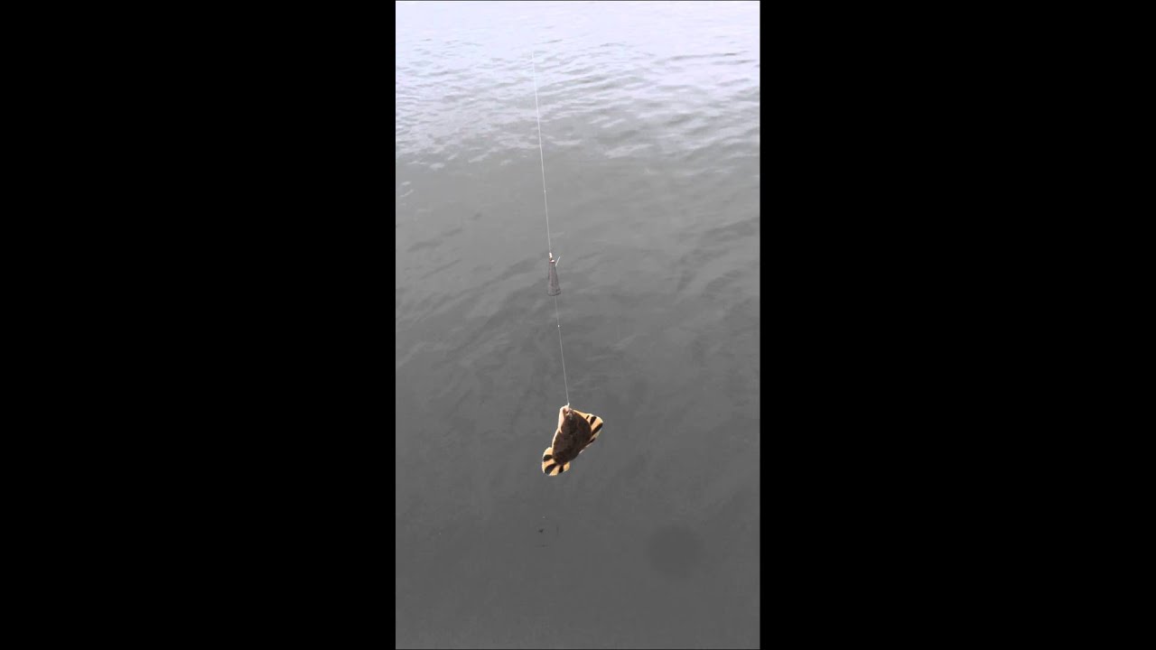 Ловля Камбалы Видео На Черном Море