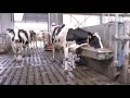 Nieuwe stal voor melkveebedrijf Van der Woude uit Hiaure - www.melkvee.nl