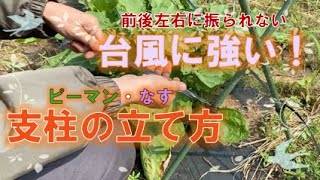 自然栽培・台風に負けない❗️私の一押し☝️の支柱の立て方（長編なのでタイムテーブルをご活用ください） 【家庭菜園にも使える】