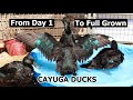 Cayuga Ducks As Pets - The All Black Duck