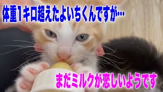 1キロ超えても哺乳瓶を離さない子猫と殺虫剤をかけられた子猫のその後【Kittens】