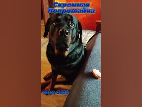 #Shorts Скромная попрошайка#животные#собака - YouTube