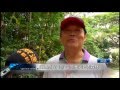 2013-11-6威達有線電視 興大蘭花生態園開放 の動画、YouTube動画。
