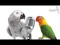 Jakie papugi można nauczyć mówić? - 4 reguły