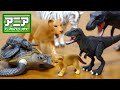 アニア 非売品 恐竜 激かわブラックティラノサウルスの子供と動物を開封紹介