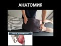 БОЛИТ ЯГОДИЦА. ЛЕЧЕБНЫЙ МАССАЖ