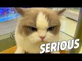 The Stupidest Cat Moments Ever 😂 | Try Not to Laugh