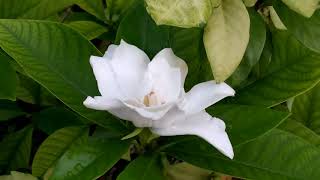 Visiting A Big Nurserybejerdanga, Khulna, Bangladesh