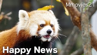 Red Panda Gin gave birth レッサーパンダ ギンが出産しました