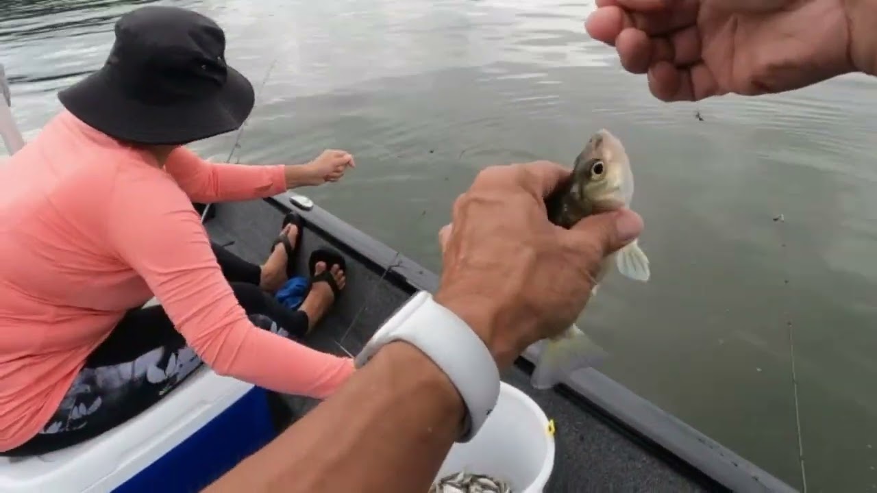 Yellow bass fishing