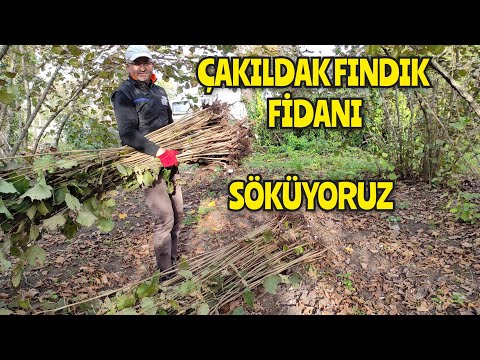 ÇAKILDAK FINDIK Fidanı Söküm Yapıyoruz‼️ Açık Köklü ve Tüplü Fidan olarak dikeceğiz..