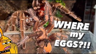 Tarantula “refuses” to give me eggs?? DO IT AGAIN!!!