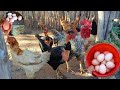🔴 Minhas galinhas caipira estão botando muitos ovos mais não chocam mais 😱🐓🐔🥚🤠