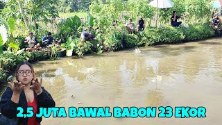 MANCING BORONGAN DI KOLAM BAWAL !! ADA BAWAL BABON 23 EKOR | 3 KG UP