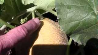 CANTALOUPE PROBLEM AND GARDEN TIPS