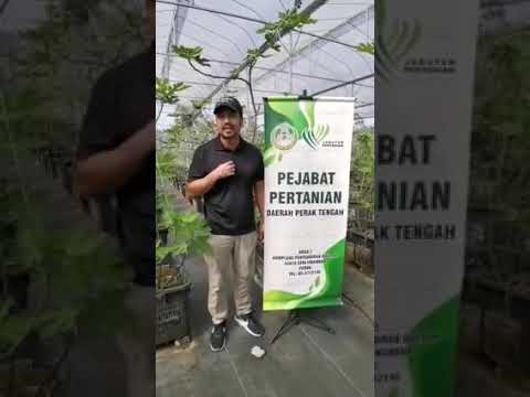 Download Tanaman Buah Tin - Frutta Fresca Sdn Bhd