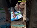Watch How This Worker Attracts Massive Fish with a Simple Trick! #aquaculture #fishing #fishfarm