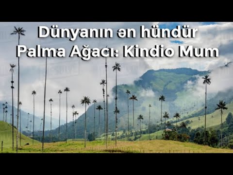 Video: Cənubi Kaliforniyada hansı ağaclar böyüyür?